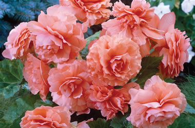 Tuberous Begonias Salmon
