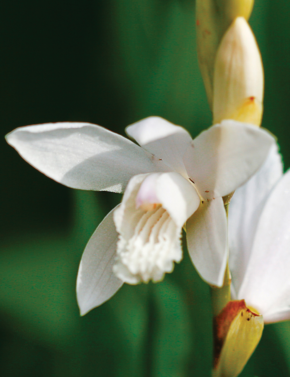 Chinese Ground Orchid Alba