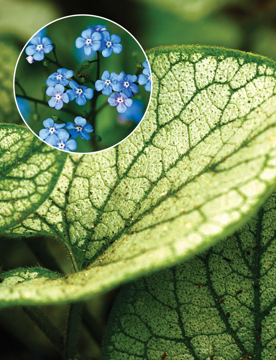 Brunnera Jack Frost