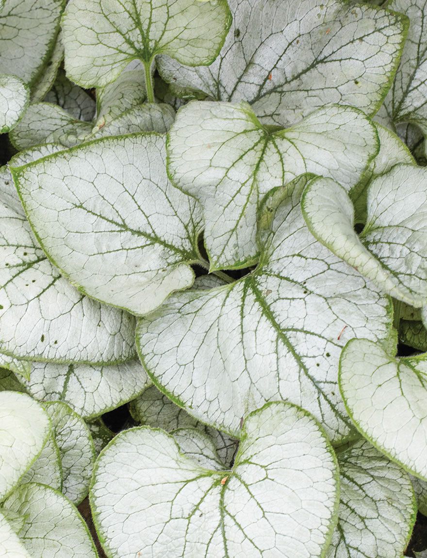 Brunnera Looking Glass