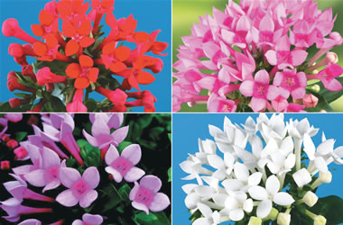 Bouvardia Royal Daphne Collection