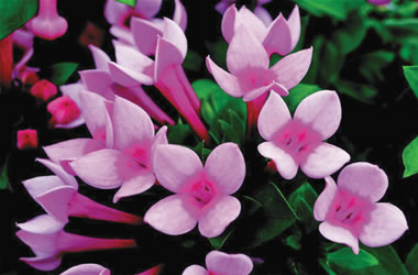 Bouvardia Royal Daphne 'Fresco'