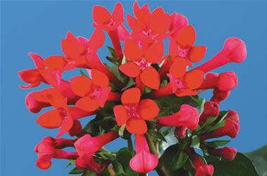 Bouvardia Royal Daphne 'Red'