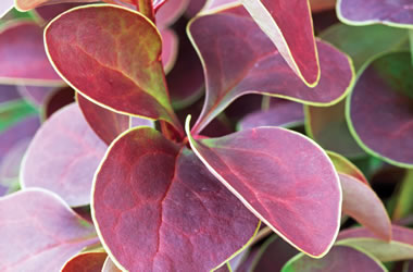 (32B) Berberis 'Golden Ring'