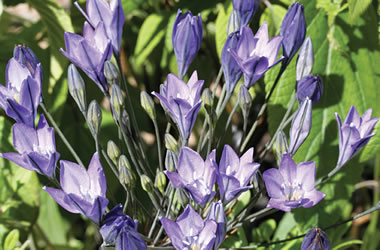 (42B) Cluster Lily 'Allure'