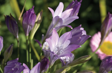 Brodiaea Ocean Queen