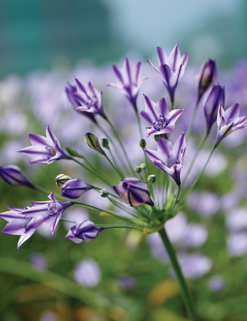 Triteleia 'Queen Fabiola'