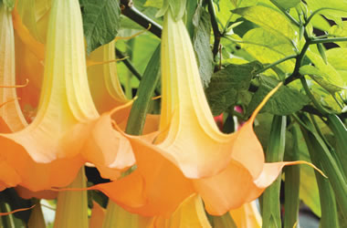 Angel's Trumpets Brilliant Orange