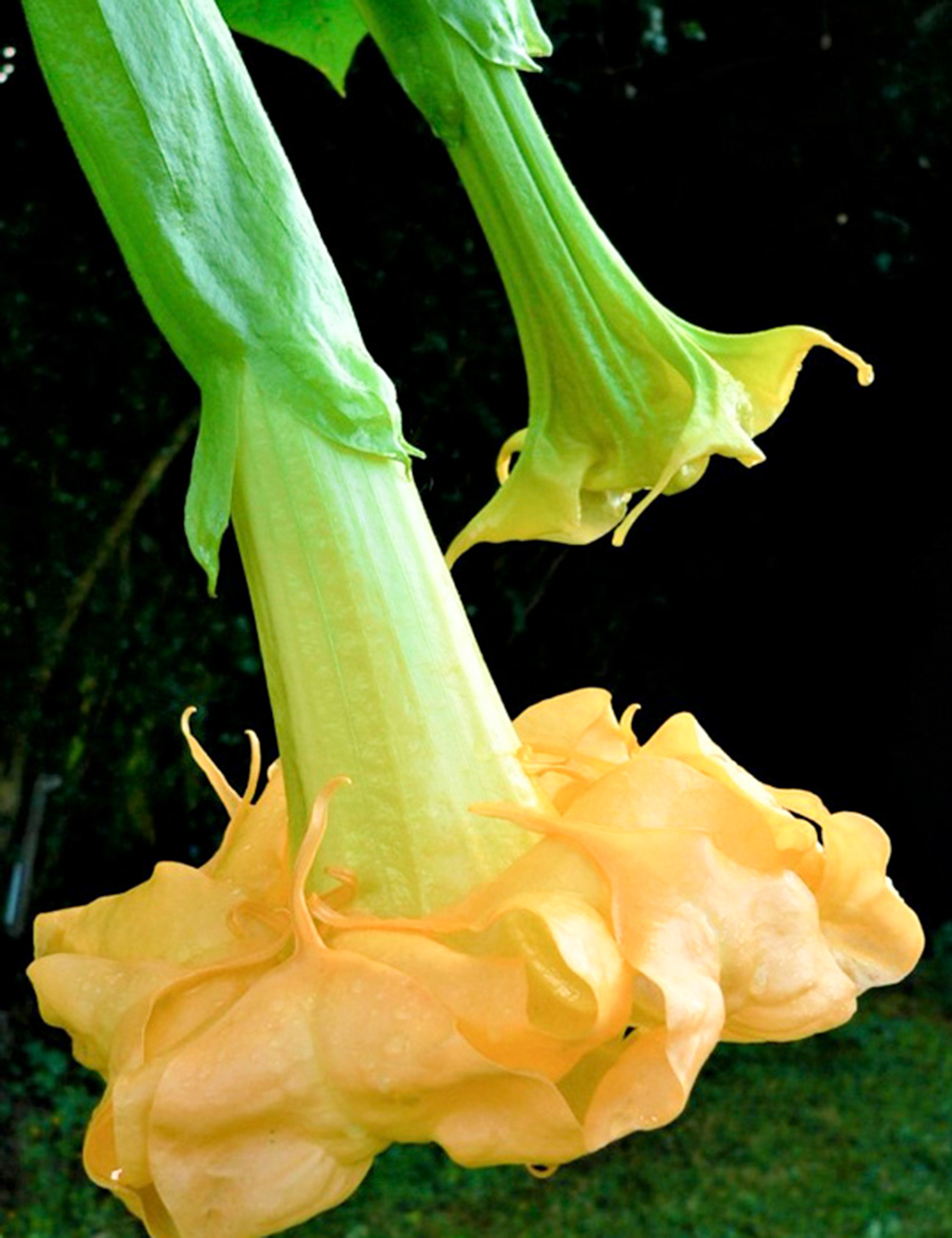 Angel's Trumpet Clementine