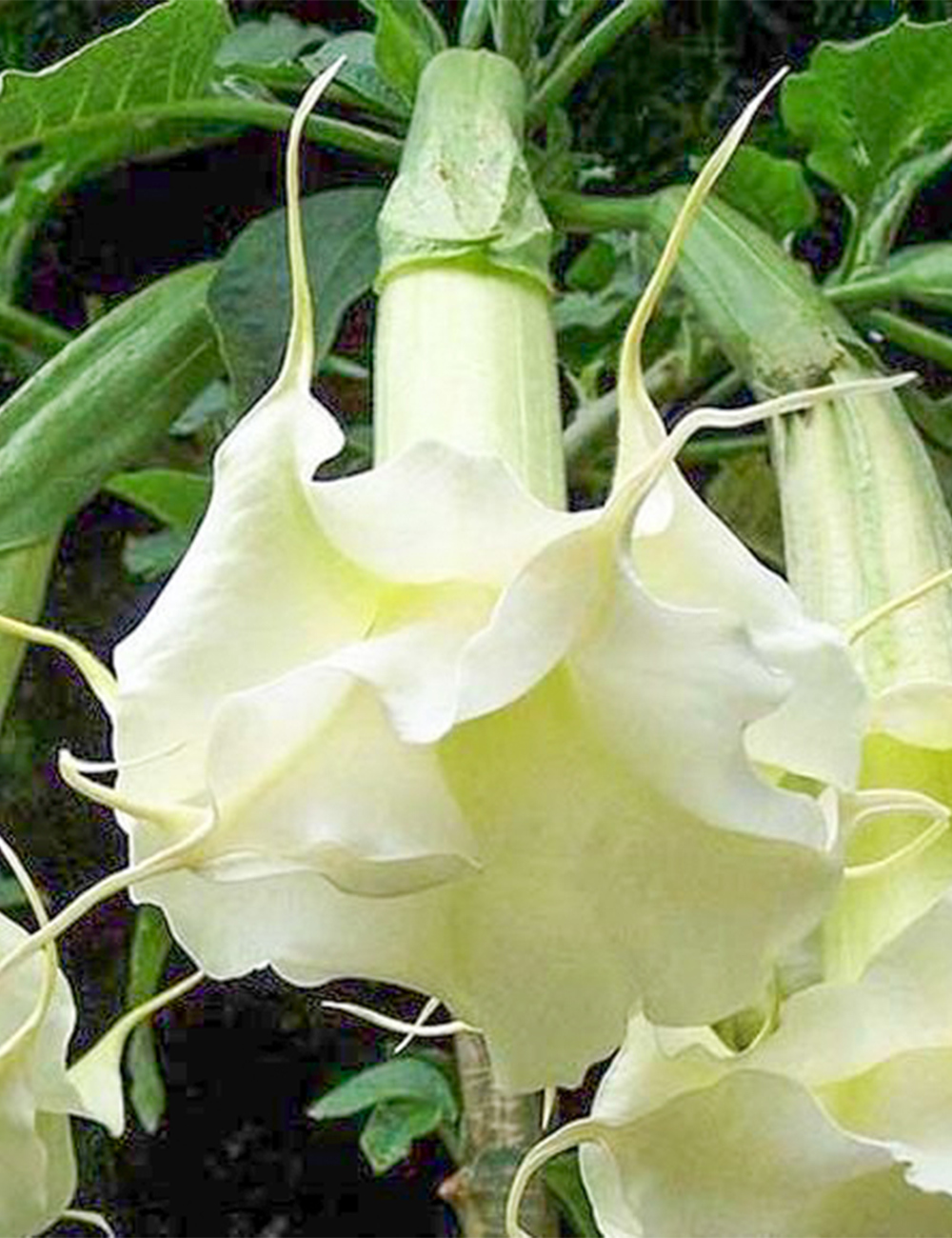 Angel's Trumpet 'Double White'