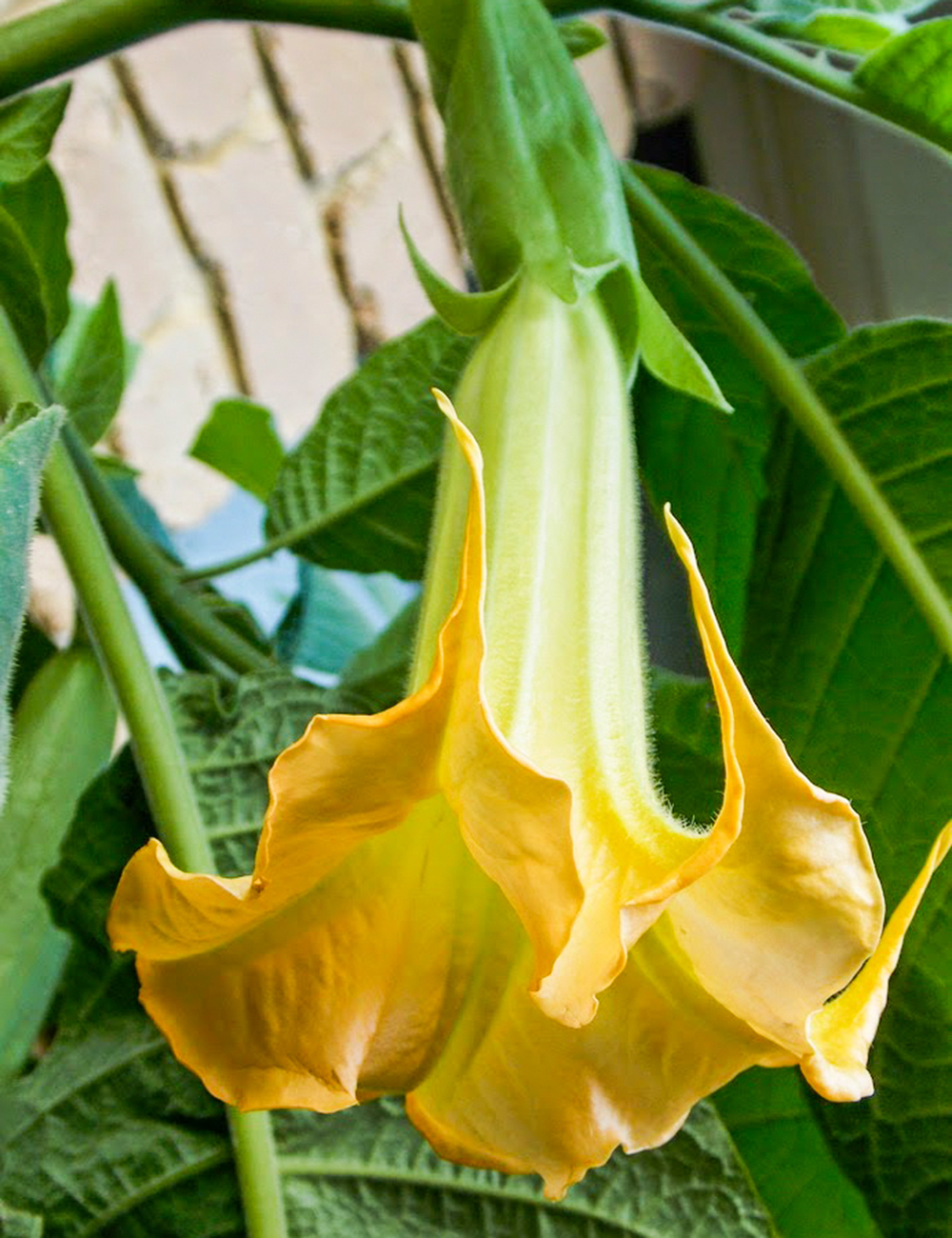 Angel's Trumpet Mango Cornet