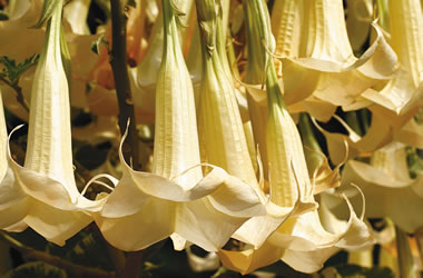 Angel's Trumpets Maya