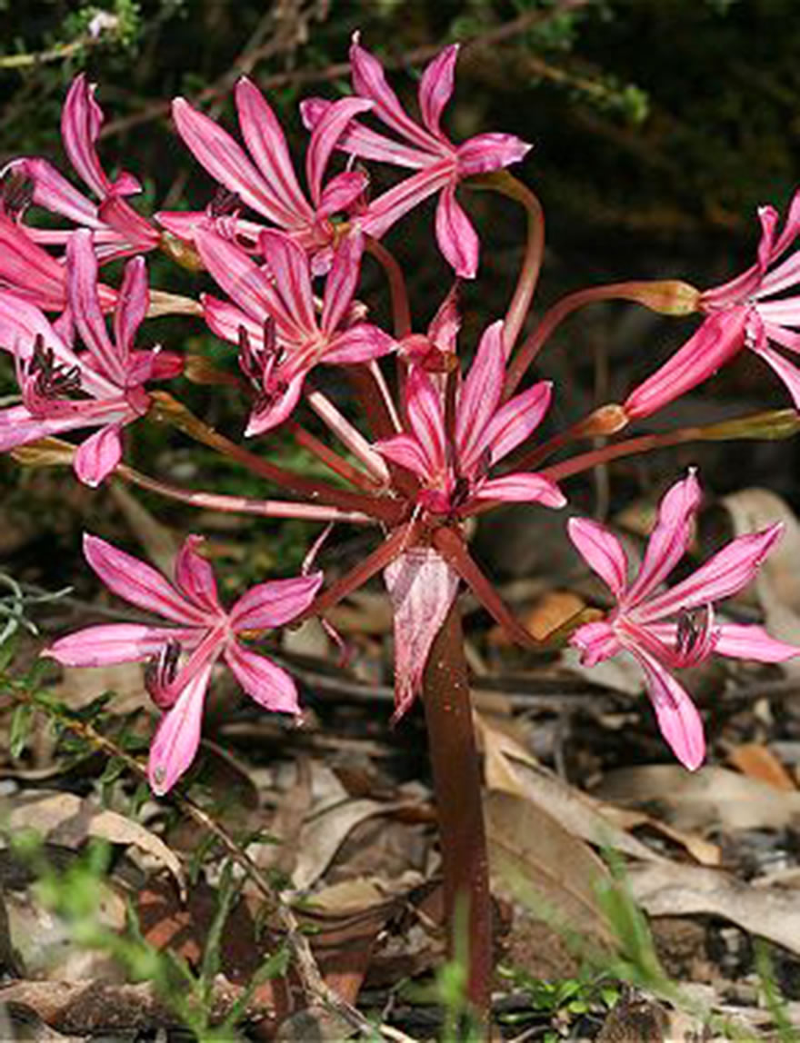 Brunsvigia South African Lily