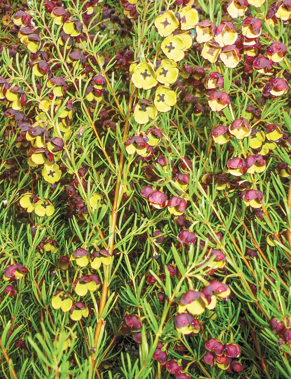 Boronia Dark Prince