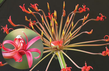 (32C) Josephine Lily