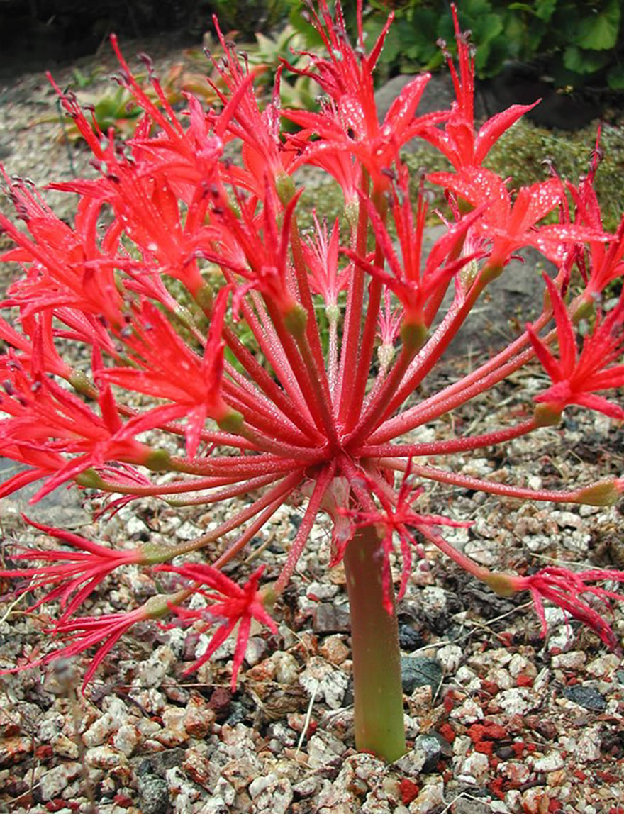 Brunsvigia Candelabra Flower