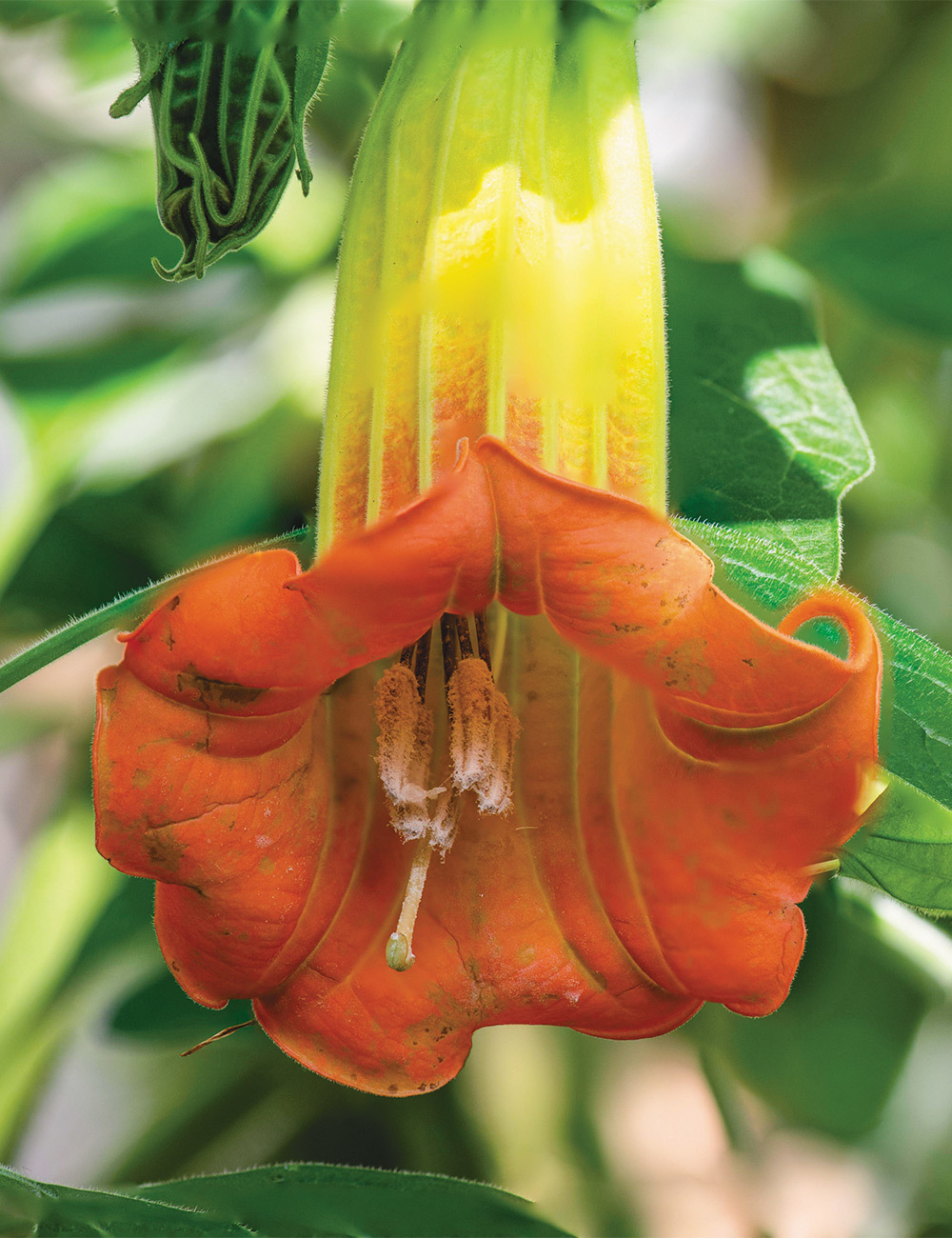 Angel's Trumpet 'Burnt Orange'