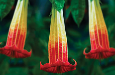 (32C) Angel's Trumpets Red