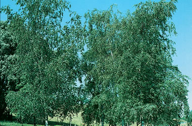 Silver Birch