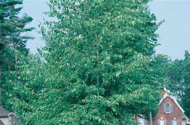 Cutleaf Birch