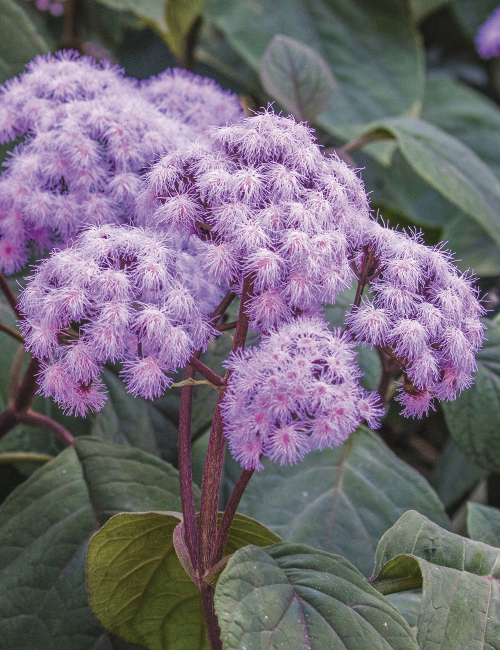 Blue Mist Flower