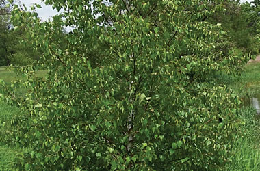 (37C) Asian White Birch