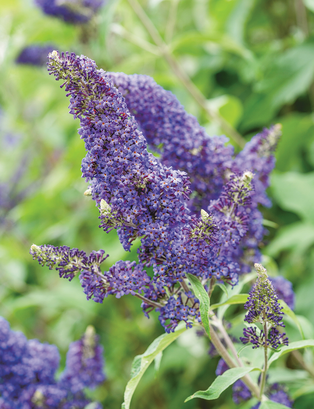 Dwarf Buddleja 'Summer Bird Blue'