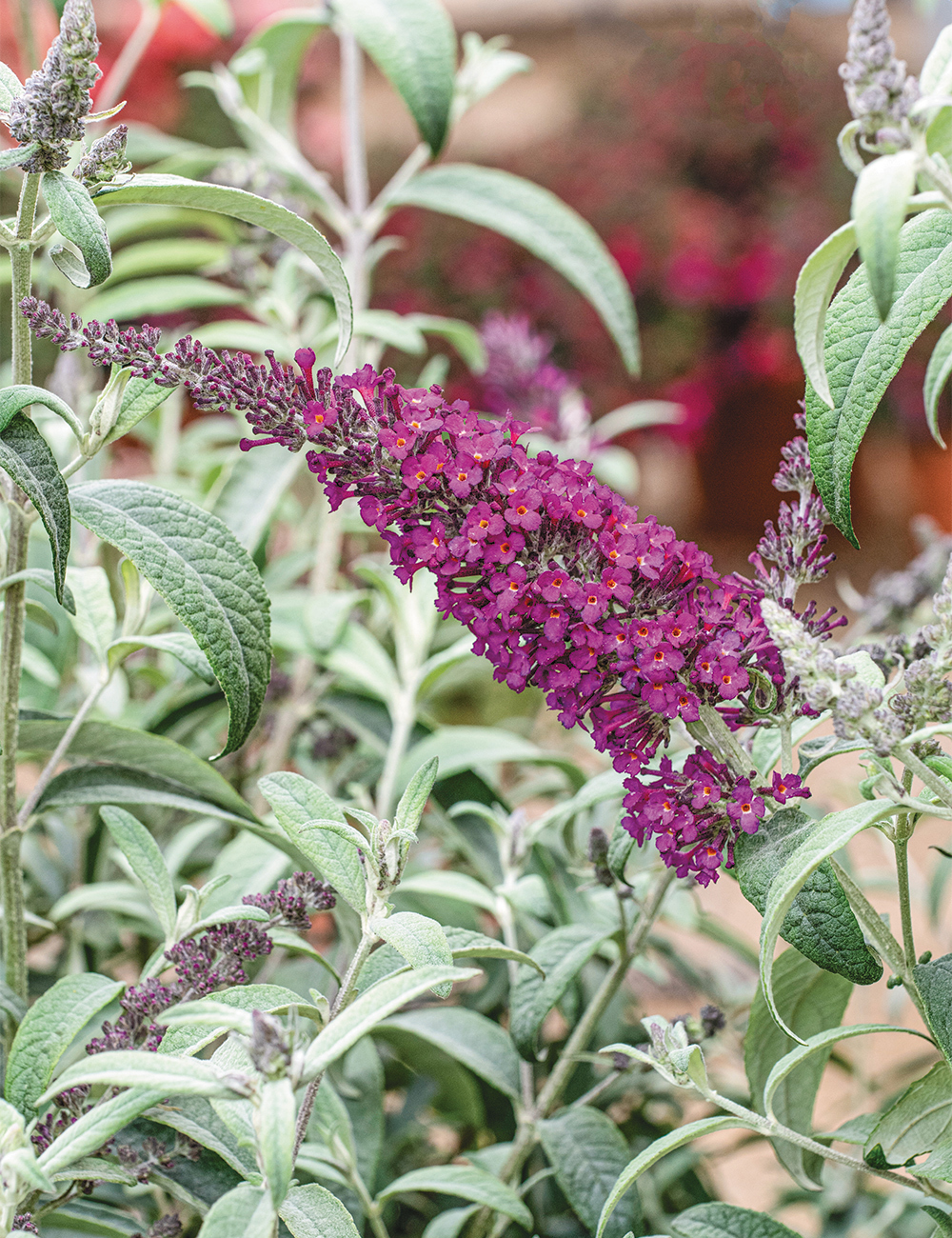 Dwarf Buddleja 'Summer Bird Magenta'