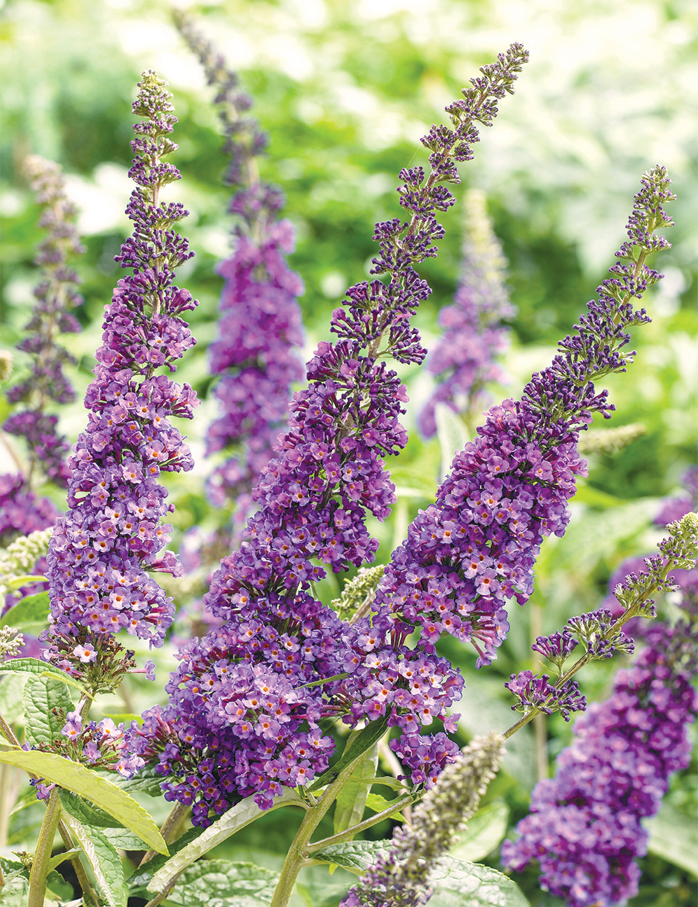 Dwarf Buddleja 'Summer Bird Violet'