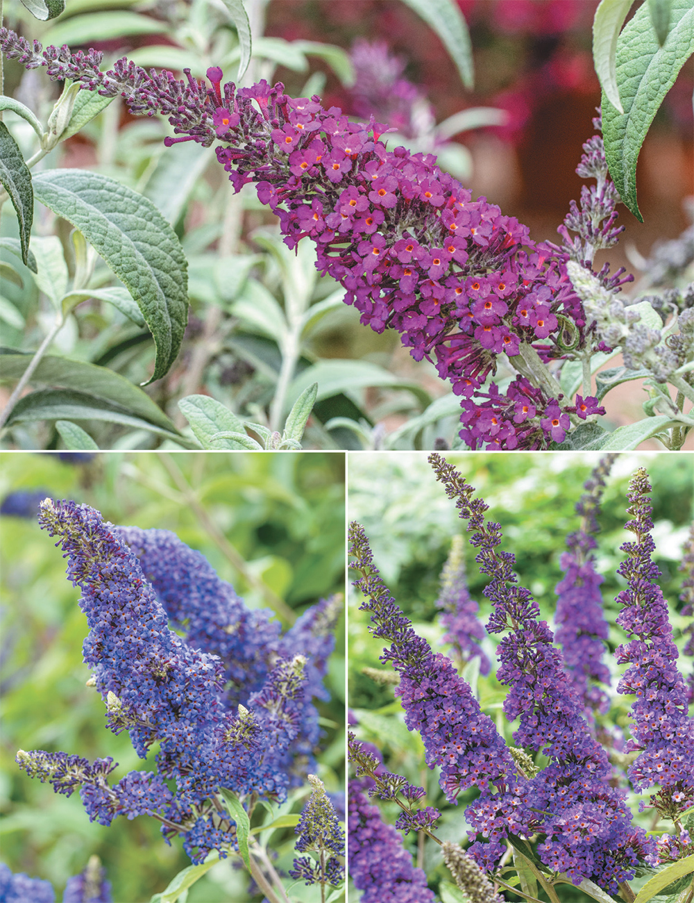 Buddleja (reduced) Collection
