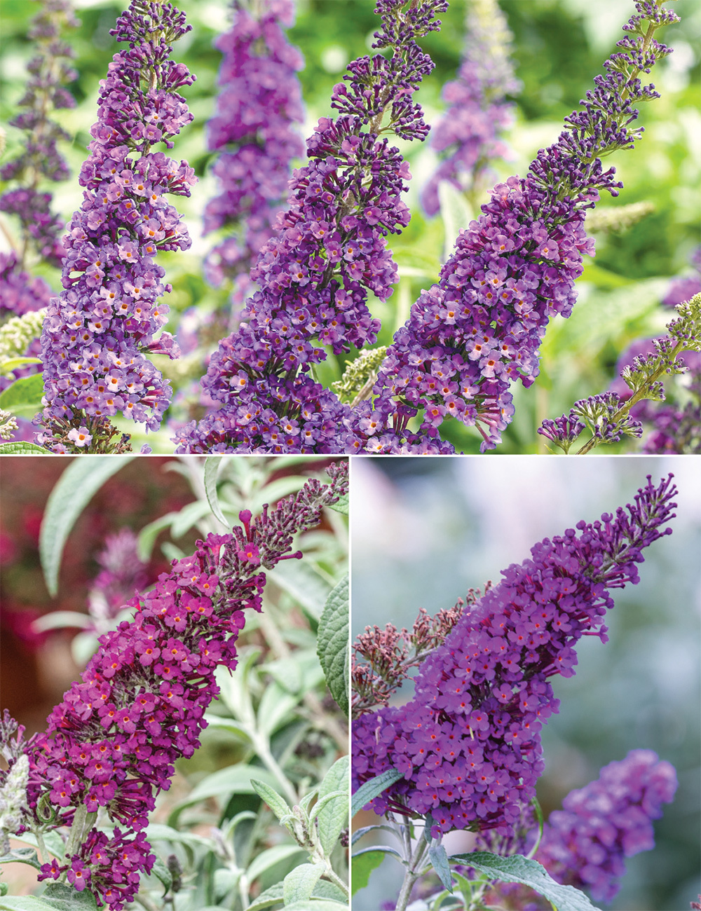 Dwarf Buddleja Collection