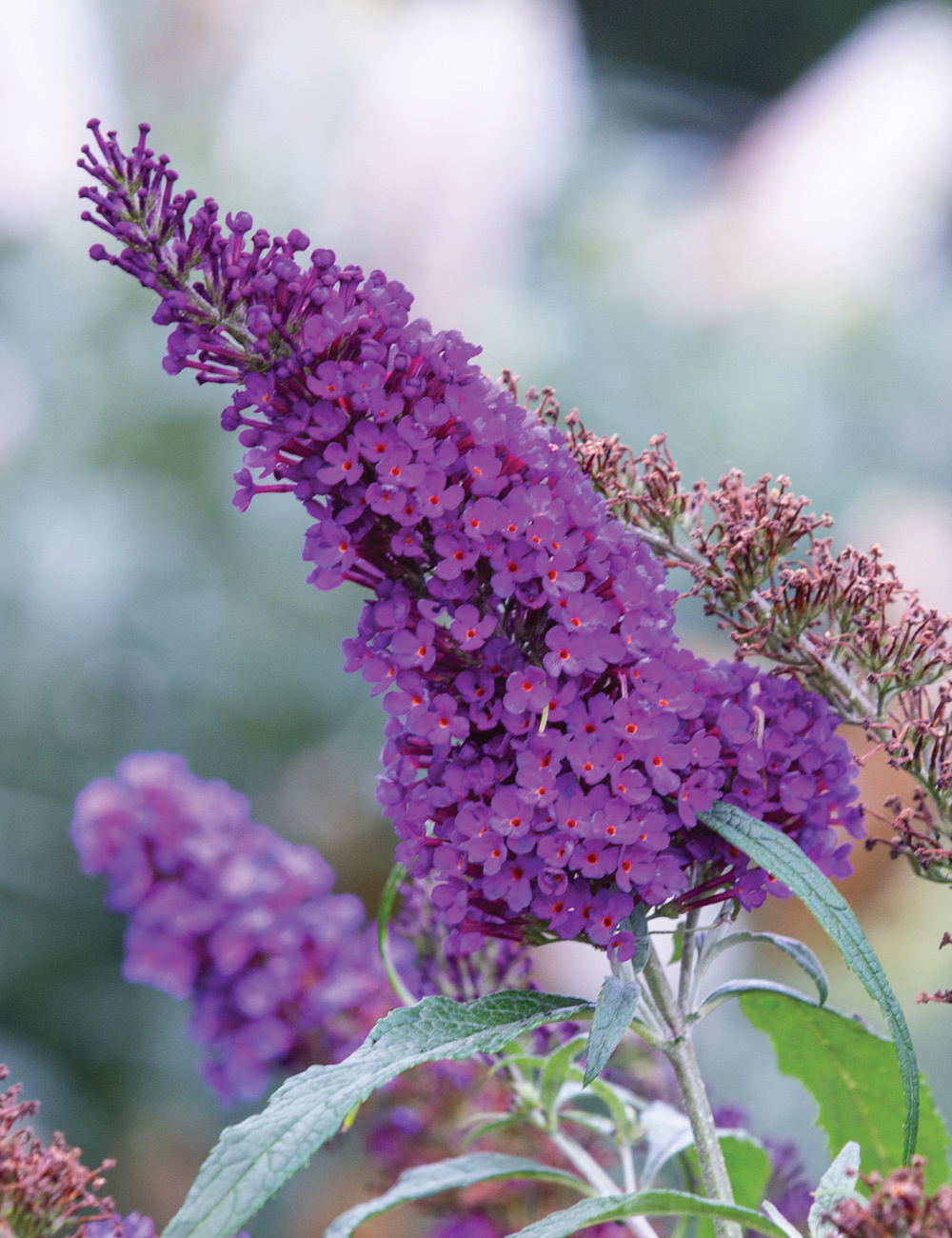 Buddleja 'Summer Bird Compact Purple'