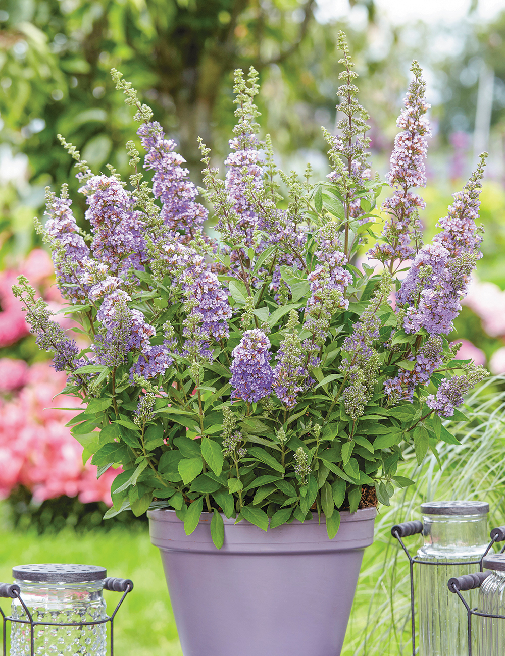 Buddleja 'High Five Purple'