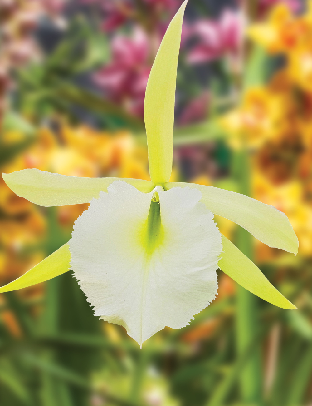 Cattleya Orchid Jiminy Cricket 'Super Bug'