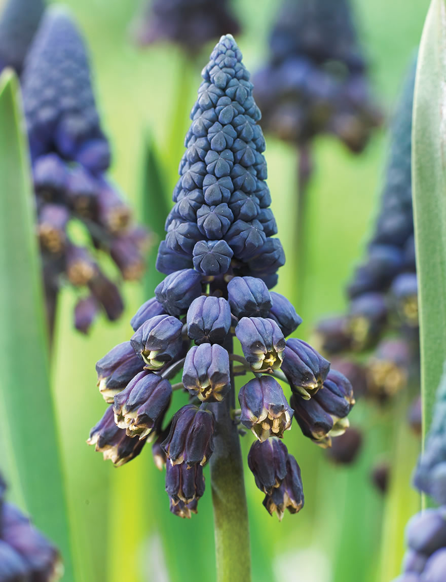 Bellevalia Grape Hyacinths