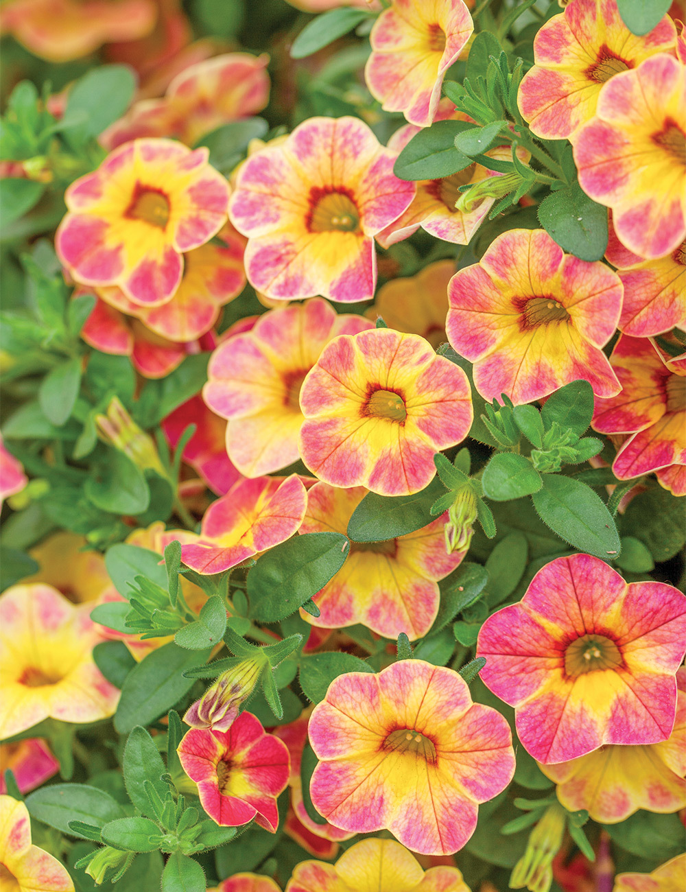 Calibrachoa Ombre 'Sunrise'