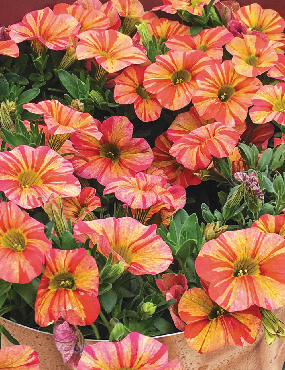 Calibrachoa Superbells Tropical Sunrise