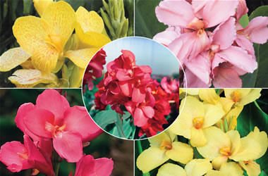 Dwarf Canna Lilies Collection
