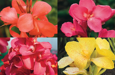 Dwarf Canna Lilies Mixed