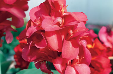 Dwarf Canna Lilies Tropical Ruby