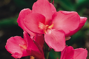 Dwarf Canna Lilies Tropical Rose