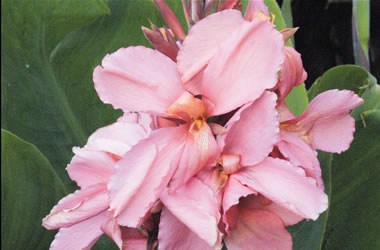 Dwarf Canna Lilies Tropical Salmon