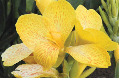 Dwarf Canna Lilies Tropical Sunrise