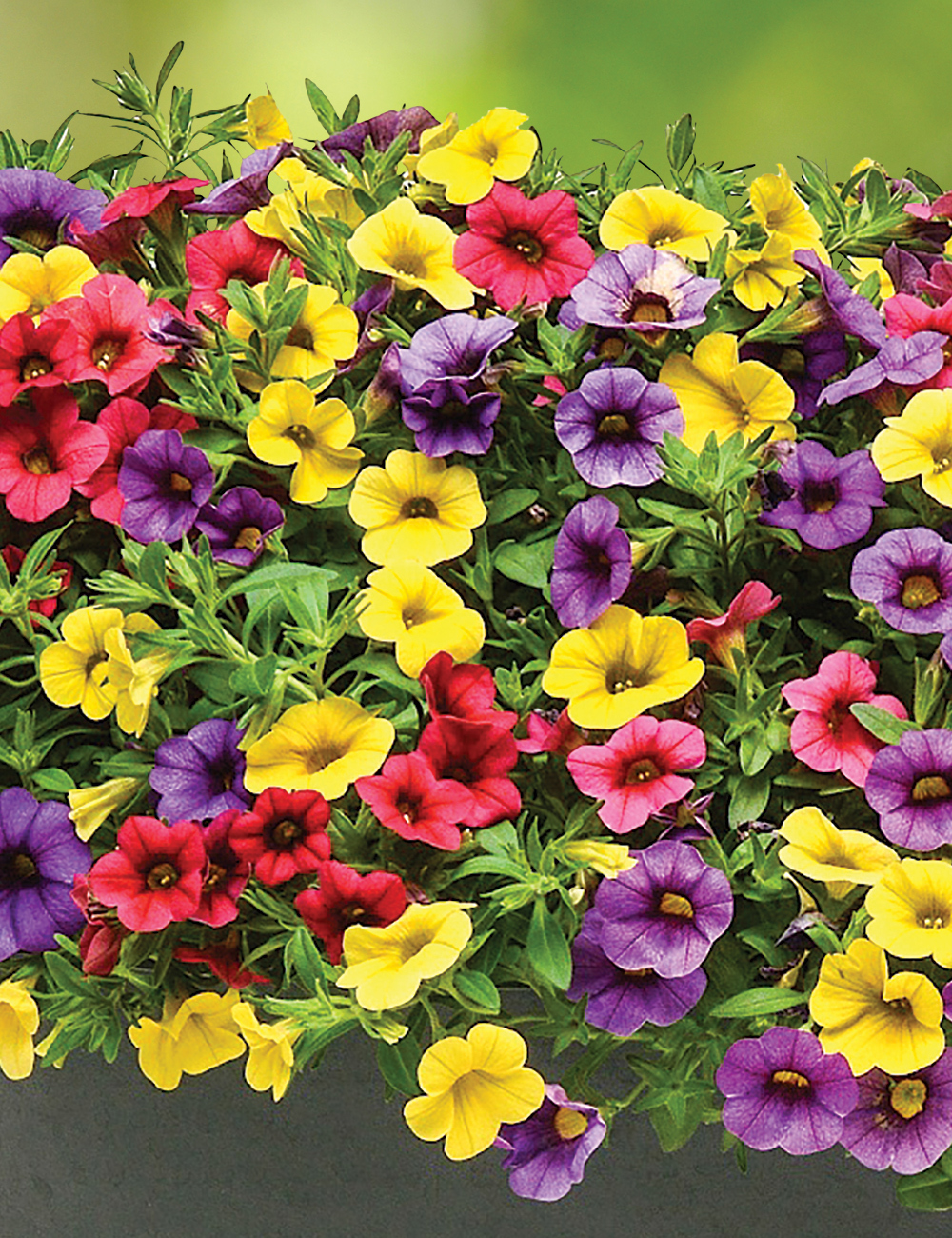 Calibrachoa 'Wonderland'