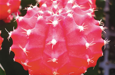 Grafted Cactus Red
