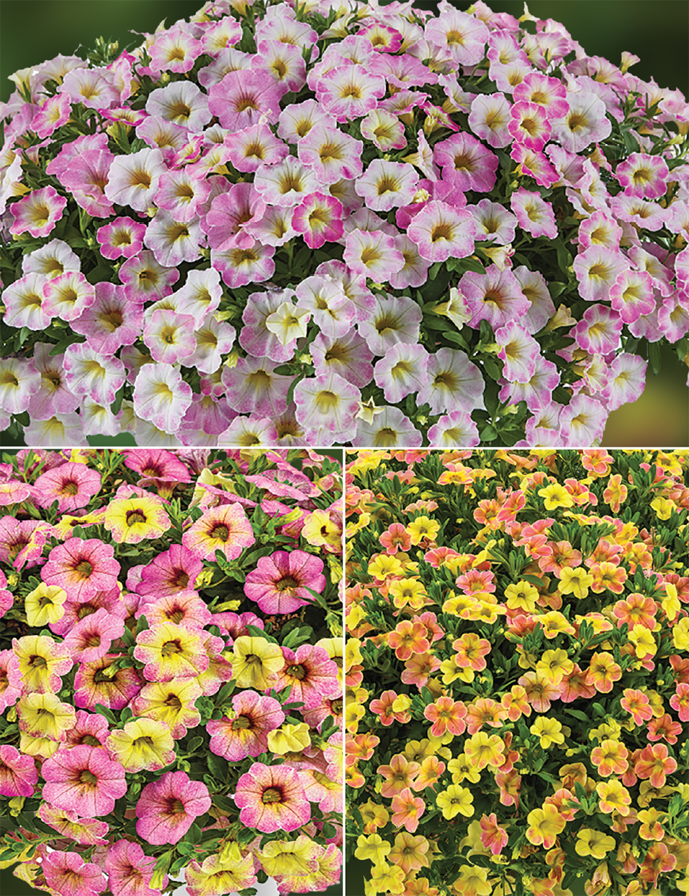 Calibrachoa Collection