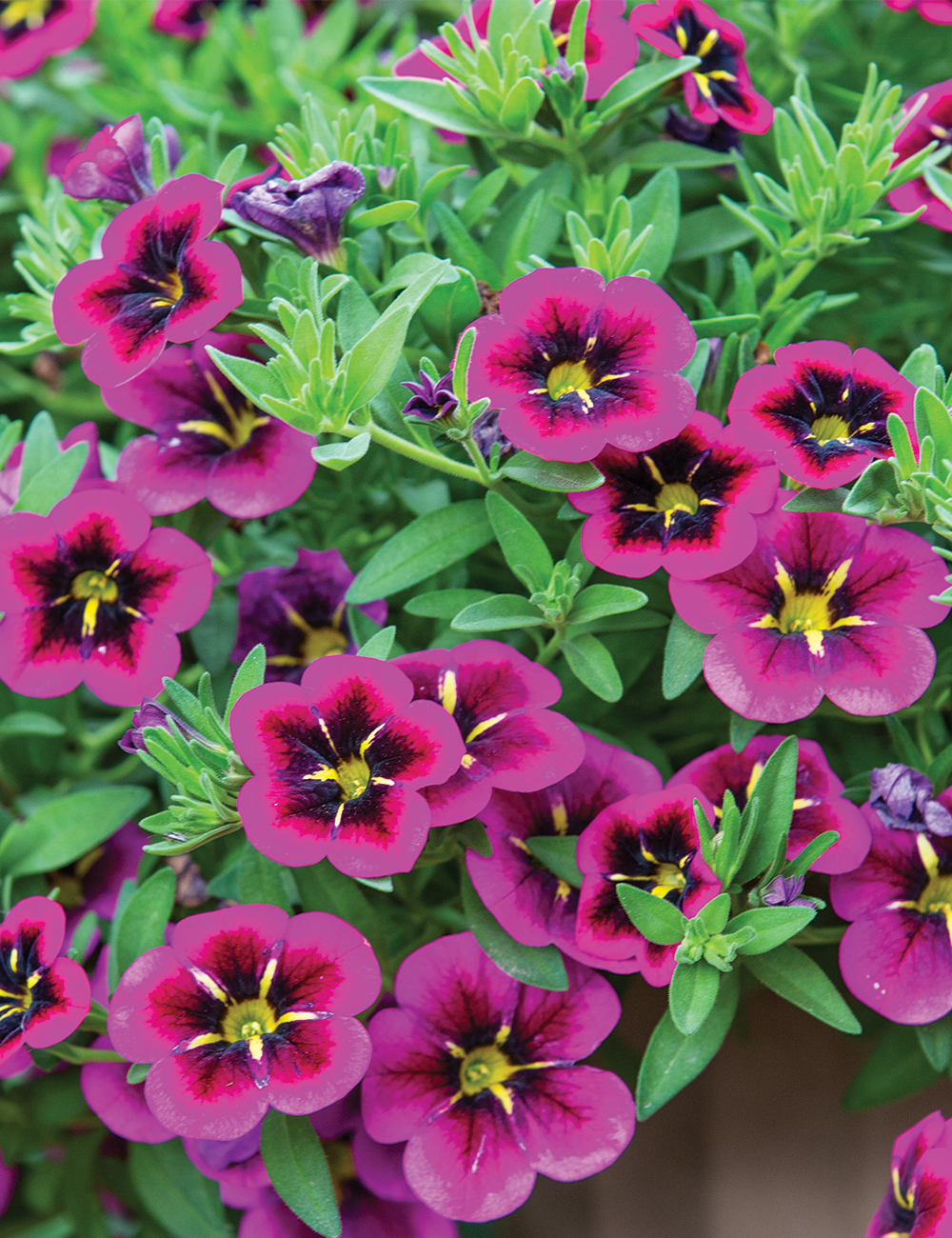 Calibrachoa Caberet 'Good Night Kiss'