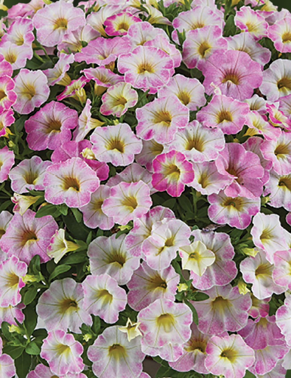 Calibrachoa Ombre 'Blush'