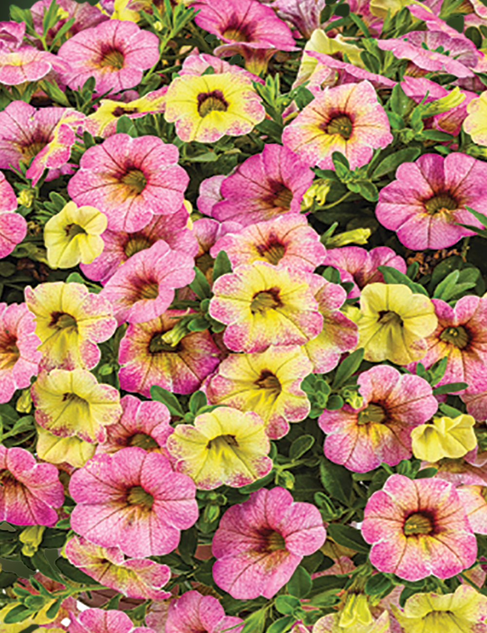 Calibrachoa Ombre 'Pink'