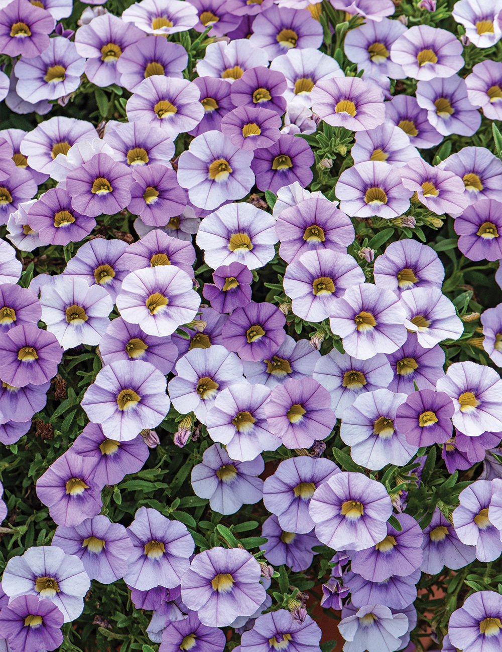 Calibrachoa Ombre 'Blue'